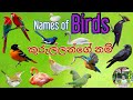 කුරුල්ලන්ගේ නම් සිංහලෙන් සහ ඉංග්‍රිසියෙන් Names of Birds in Sinhala SA_VN_13