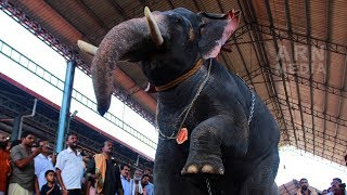 ഗുരുവായൂർ ആനയോട്ടം🐘🐘🐘  Guruvayoor Aana Ottam