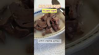 MS.HYBRID 미스.하이브리드 카니보어 14일차 (20230429) 내장육데이(허파 염통 위) 버터