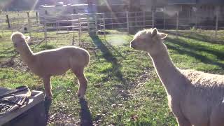 alpaca herding