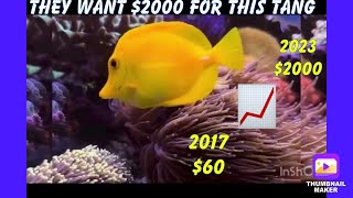 Why The Yellow Tang Is So Expensive