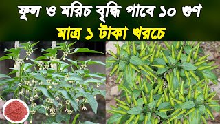 গাছে ফুল ও মরিচ বৃদ্ধি পাবে ১০ গুণ - মাত্র ১ টাকা খরচে - ১০০% পাতা কুকড়ানো দূর হবে - Chili