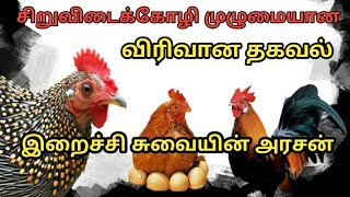 அதிக முட்டையிடும் சிறுவிடைகோழி கதை/Story for siruvidai