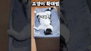 길고양이 확대범.... #고양이 #고양이일상 #아기고양이 #cat #길냥이 #길고양이 #straycat