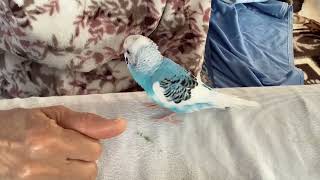 セキセイインコ　怒る　鳴き声　おしゃべり　面白い　ピーコちゃん