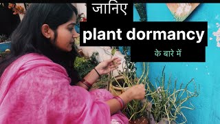 क्या है plant dormancy period ।plant tips/#gardening