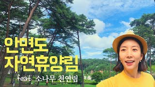 태안 안면도 자연휴양림 |재충전의 숲| 여름휴가가기 좋은 곳 |힐링등산vlog