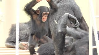 チンパンジー 家族はなかよし 14 Chimpanzee family is close. かわいい双子姉妹 Cute twin sisters カランコエ リュウ リキ Ryu Riki