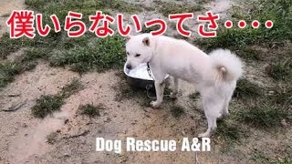 【保健所から来た問題行動犬】飼い主に見捨てられました