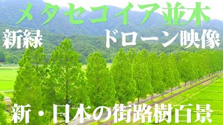 メタセコイア並木 ドローン映像 Row of Metasequoia Drone video