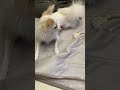 全く撮られていることに気づいていない犬のしっぽちゃん チワワ しっぽ chihuahua cute puppy