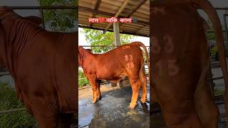 so beautiful  cow ❤️🔥🐂🖤#cow #animals #shorts #viralvideo #foryou #2024