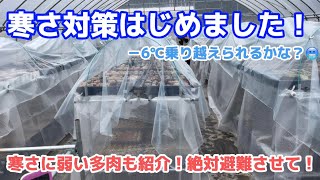 【多肉植物】寒さ対策はじめました！寒さに弱い多肉紹介します！