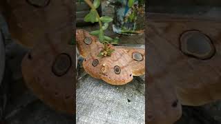 Tasar silk moth is laying eggs🥚🥚