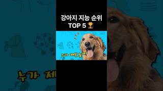 강아지 지능 순위 TOP 5 (사람과 아이큐가 비슷한 강아지가 있다?!)