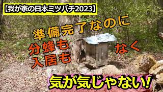 【我が家の日本ミツバチ２０２３】分蜂も入居もなく、気が気じゃない