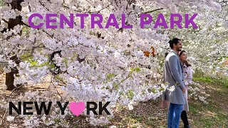 [4K]🇺🇸NYC 2021 Spring Walk /Central Park. Full Cherry Blossoms (Apr. 10 2021)🌸🌹