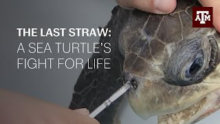 The turtle with a straw in its nose: The story behind the viral video