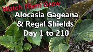 Alocasia Gageana California and Alocasia Regal Shields Growing Together in a Tropical Garden