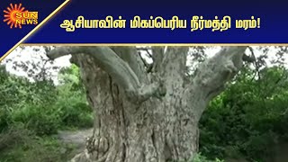 திருவண்ணாமலையில் ஆசியாவின் மிகப்பெரிய நீர்மத்தி மரம் | largest water hyacinth Tree | Sun News