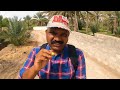 ഈന്തപ്പഴം പറിക്കാൻ പോയാലോ dates palm harvesting oman travel vlog mjtechtravel