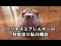 ハリネズミアレルギー「私の症状と対処法」