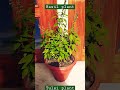 Tulsi plant #basil plant care #shorts #viralvideo #ayurvedicplant #youtubeshorts