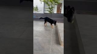 4 month old Germanshepherd #shorts #messipawfectstories #dog #puppy #germensheperd #fyp #trending