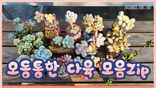 241222 다육스케치 l 키핑장 풍경ㅣ다육이 키우기 ㅣ다육 미인류 ㅣ 잎장이 통통한 다육  #succulent plants  #다육 #succulent #plants