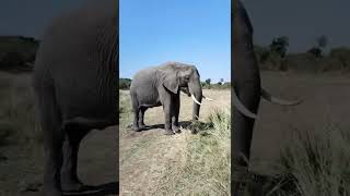 Wildlife/Wild /Wild Animals/Elephants /Africa /Travel Safari /Nat geo