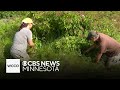 Minnesota nonprofit helps veterans through farming