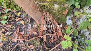 Spraying Bracken As Part Of The Weed Removal Treatment Plan w/ Before And After Shots