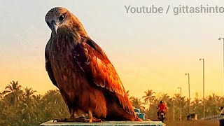 Friendly Eagle / Eagle Sound /kundukadavu palam pavaratty Thrissur