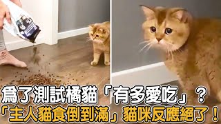 為了測試橘貓「有多愛吃」？主人「一碗貓食倒超滿」貓咪反應絕了！|#貓咪故事 #貓食 #橘貓