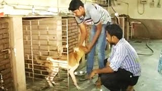 Kolkata civic body caces heat after reports that dogs drowned in its pound