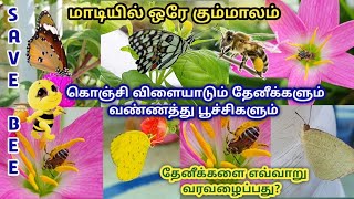 Honey bee 🐝  Butterfly 🦋   தேனீக்கள் மற்றும் பட்டாம்பூச்சிகளை எவ்வாறு தோட்டத்திற்கு வரவழைப்பது?