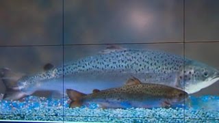 Chains refuse to carry genetically-modified salmon