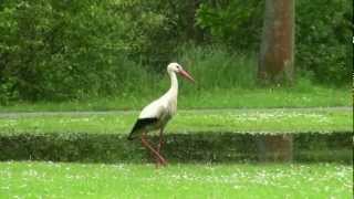 Storch 2013 MP4