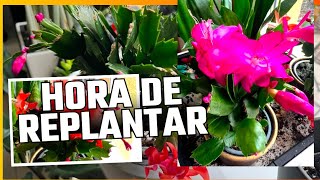 Flor de maio passando todas pro mesmo vaso