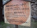 響灘の珪化木petrified wood of hibikinada