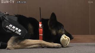 失踪した警察犬がお手柄 行方不明者を発見