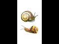 2 Species of Cepaea Genus Snails