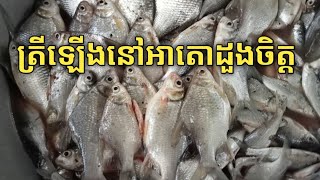 fishing khmer#បង់ត្រីនៅអាតោដួងចិត្ត(អូខ្លូត)ត្រូវខ្លាំងណាស់#videos