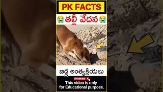 😭తల్లీ ఆవేదన😭 #mother #motherslove #humanity #animals #facts #dogs #pkfacts #shorts #telugufacts