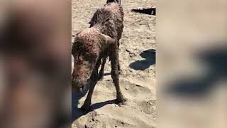 Alberta man rescues moose calf stuck in mud