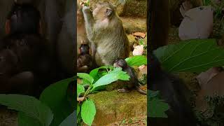 141- Thank your for watching my video , about video baby monkeys with mother monkey  #nature