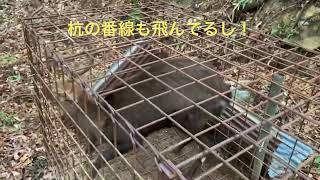 2022年12月17日大津市南部 箱罠雄シカ捕獲　聖海熊一郎　箱罠がこわれる！