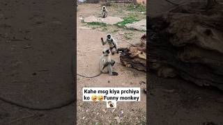 Kahe msg kiya prchiya ko 🤣🤣|funny monkey 🐒 | #new #viral #shorts subscribe plz 🙏