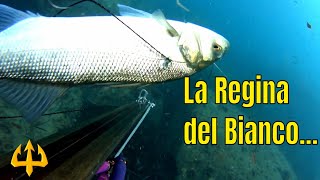 Pesca sub   :  La Signora del Bianco. (Pesca in Sardegna)