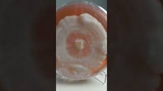 45-Second Time-Lapse: Mycelium Spreading on Agar Dish